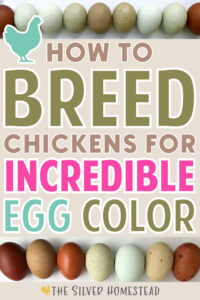 How to Breed for Egg Color (with egg pictures!) - Silver Homestead