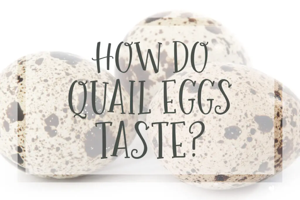 how do quail eggs taste bake replace chicken eggs