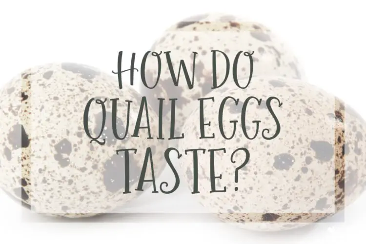 How Do Quail Eggs Taste