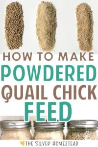How to make powdered quail chick feed from game bird crumbles for coturnix and button quail chicks