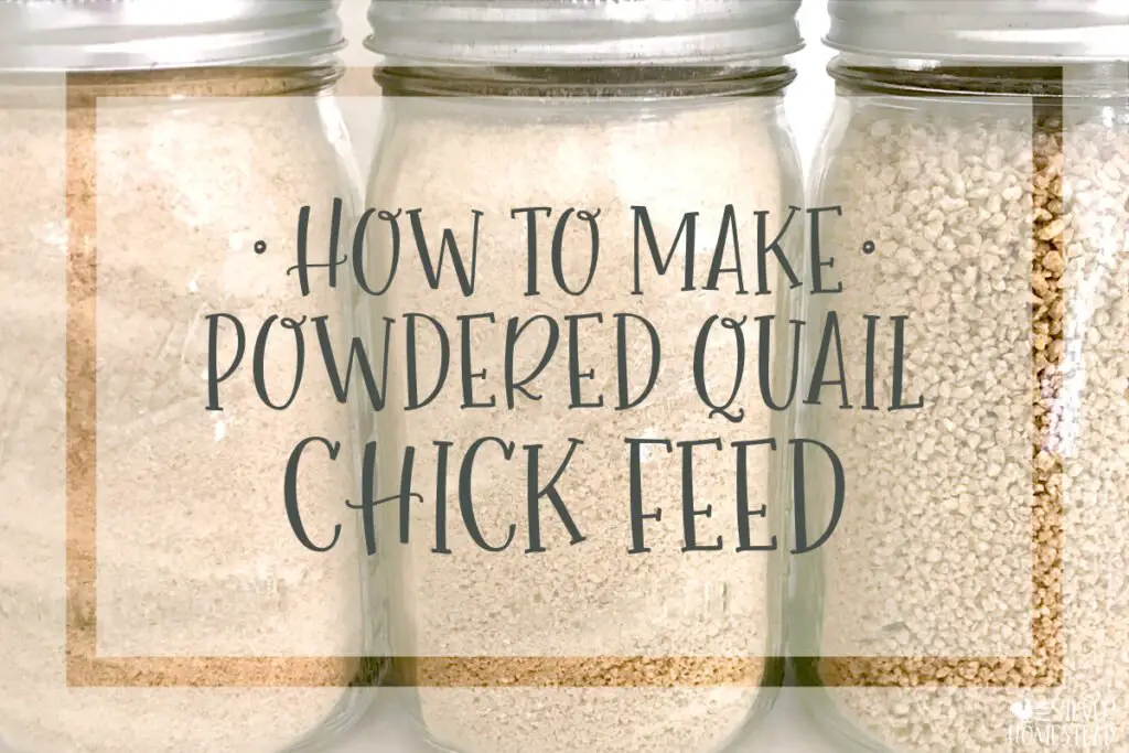 How to Make Powdered Game Bird Feed for Coturnix and Button Quail Chicks
