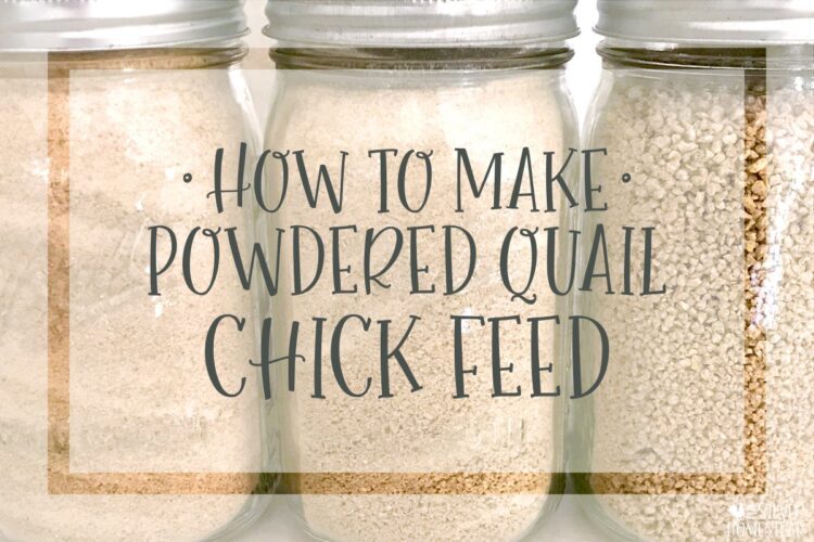 how to make powdered coturnix quail chick feed 30% protein game bird starter Coturnix Quail Chick Care The Ultimate Guide with Pictures feeding feed watering water raising raise chicks japanese quail jumbo standard jumbo celadon speckled blue egg brooder box hutch cage brooding keeping keep coop hatching hatch incubator leg band 
