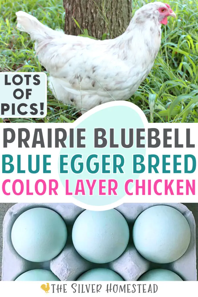 Prairie Bluebell blue egger breed color layer easter egger chicken hen and carton of blue eggs Prairie Bluebell Marans cross olive egger green layer prairie bluebells Prairie Bluebell Egger crossed with black blue copper Marans rooster to make Prairie Bluebell hybrid olive eggers that lay pistachio eggs prairie bluebell olive egger egg pics pictures breed hybrid make colored egg layers Prairie Bluebell Egger blue eggs and olive eggs together in a teal pulp egg carton olive egger vibrant bright blue egg layer heterozygous easter egger guaranteed blue egg layer breed pullet hen rare feather colors blue eggs