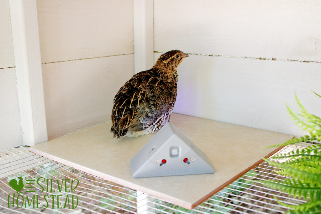 When Does a Coturnix Quail Begin Laying Eggs quail coop LED light jumbo pharaoh celadon hen safety at night predator proof