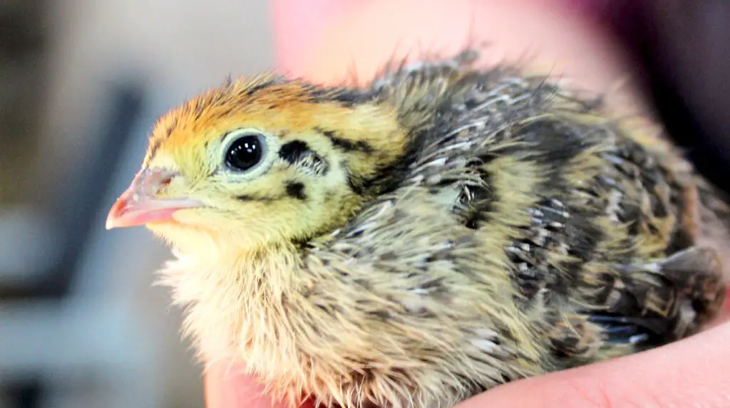 1 week old coturnix quail chick juvenile
