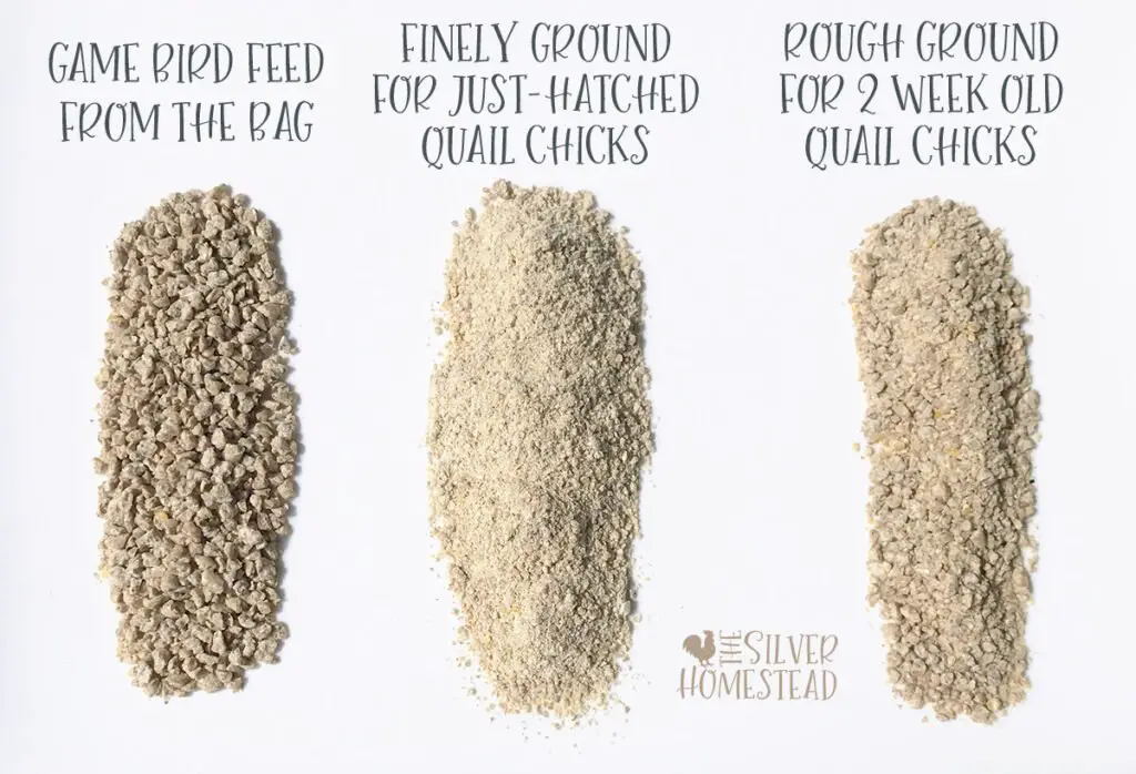 powdered game bird starter crumbles coturnix quail chick feed care raising brooding brooder box