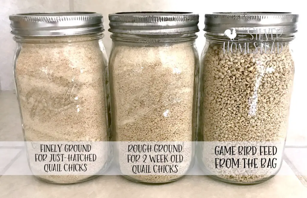 powdered game bird feed in three mason jars to illustrate How to Make Powdered Game Bird Feed for Coturnix and Button Quail Chicks