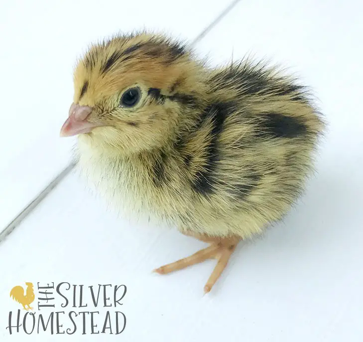 a just hatched standard coturnix quail chick in the color pharaoh standing on a white tabletop