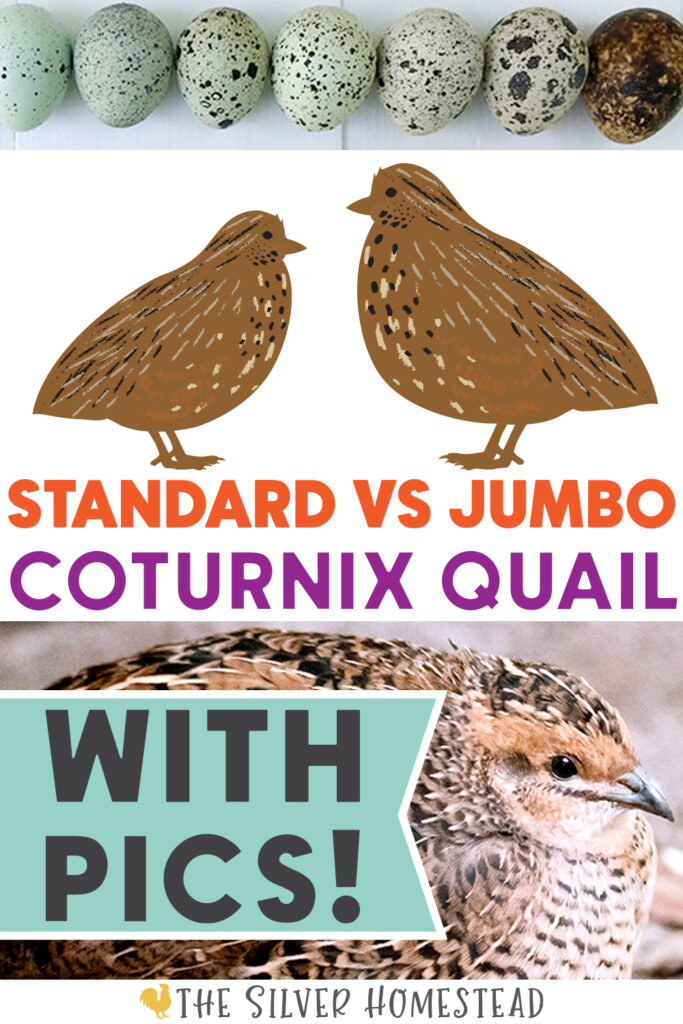 standard vs jumbo coturnix quail keeping feeding care breeding laying eggs with pictures standard vs jumbo celadon coturnix quail japanese quails backyard coop hutch aviary speckled eggs blue green olive gram ounce oz gm weights hen rooster roo how many eggs