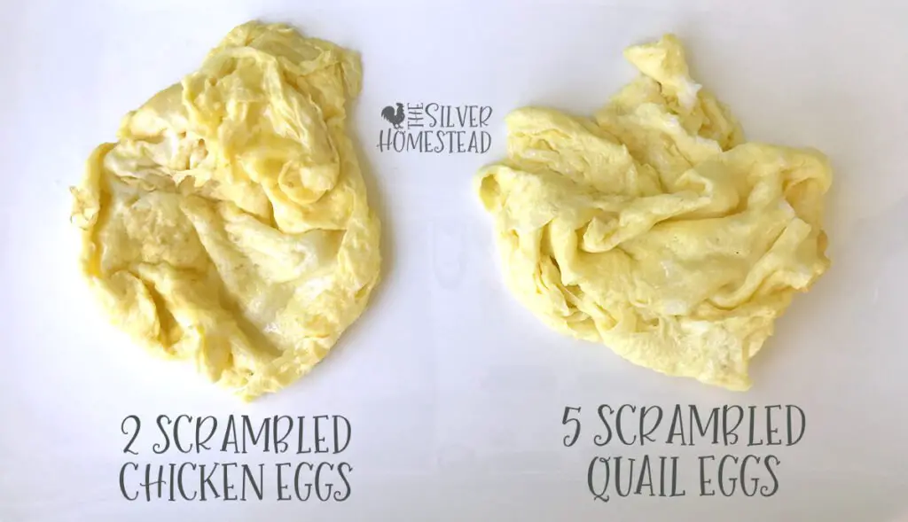 how do celadon jumbo coturnix quail eggs taste scrambled hard boiled baked fried in food baked goods cookies bread omlette recipe