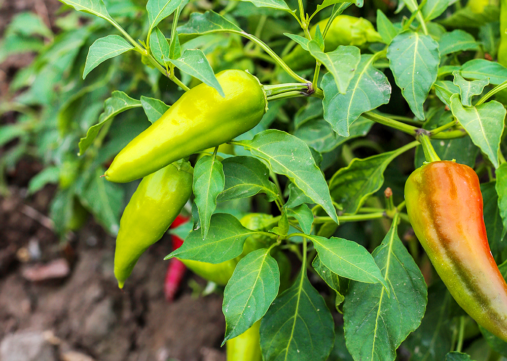 pointed hot peppers growing on a pepper plant in a garden