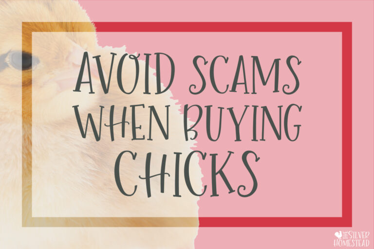 Avoid Scams When Buying Chicks