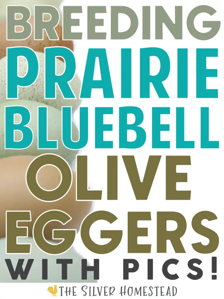 Breeding Prairie Bluebell Egger Olive Eggers speckled olive colored egg layer easter egger breeding for olive green eggs