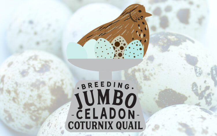 breeding jumbo celadon cotrunix quail