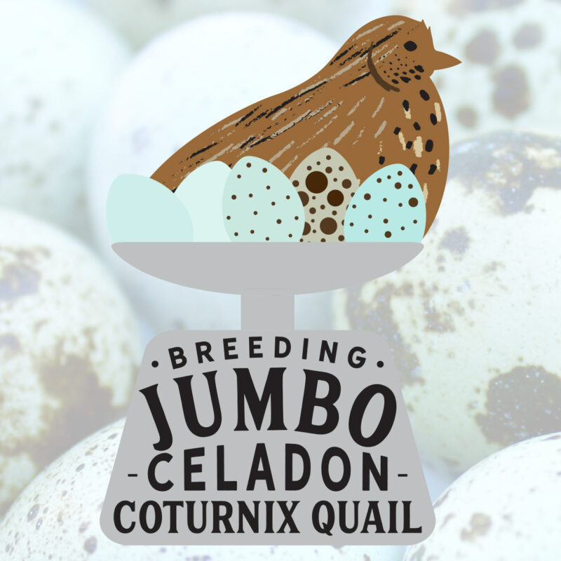 Breeding Jumbo Celadon Quail - PDF eBook