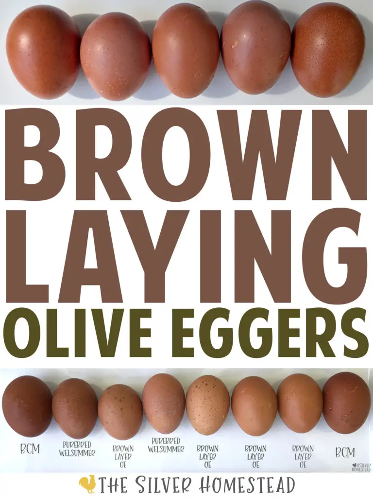Brown Laying Olive Eggers dark brown speckled chocolate eggs speckled olive breeding colored egg layer backyard chickens