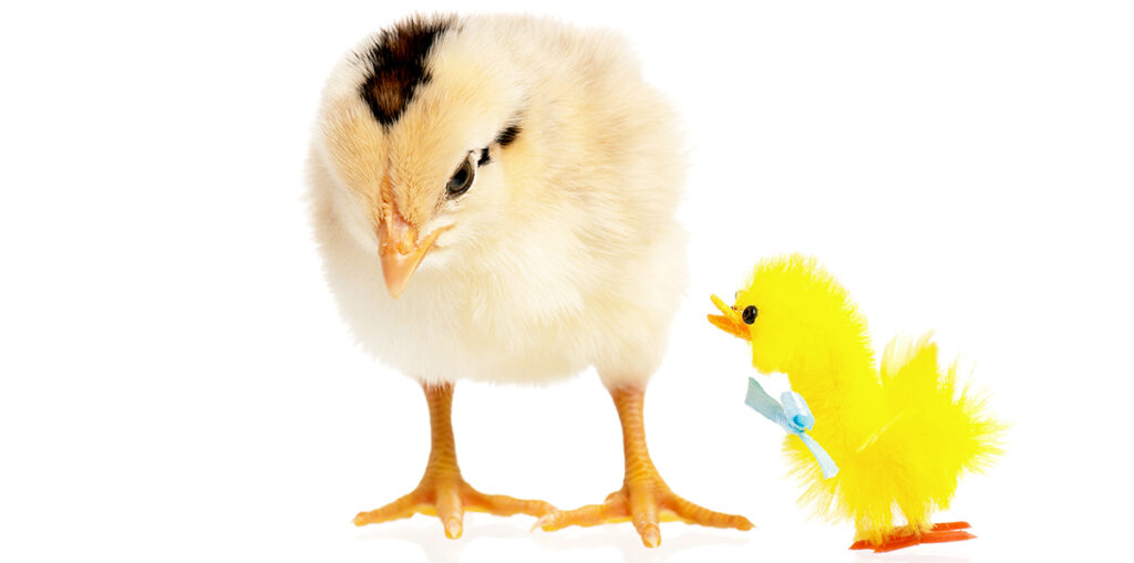 backyard chicken chick avoid scams when buying chicks colored chicken eggs colors chicken keeping Easter Eggers hatching egg scammers online