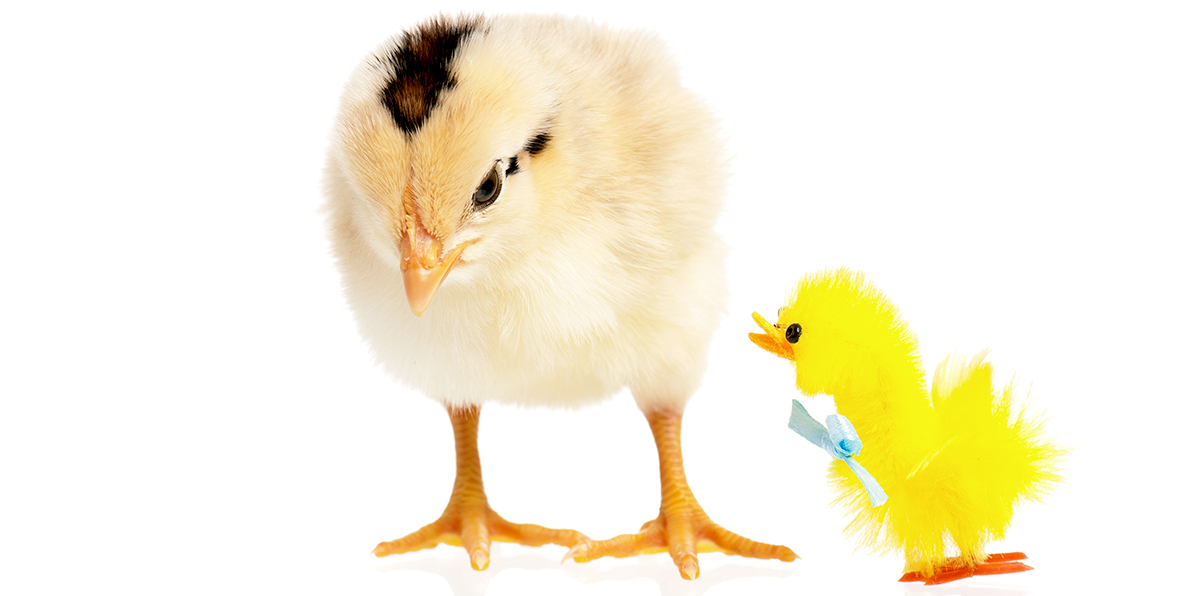 Avoid Scams When Buying Chicks - Silver Homestead