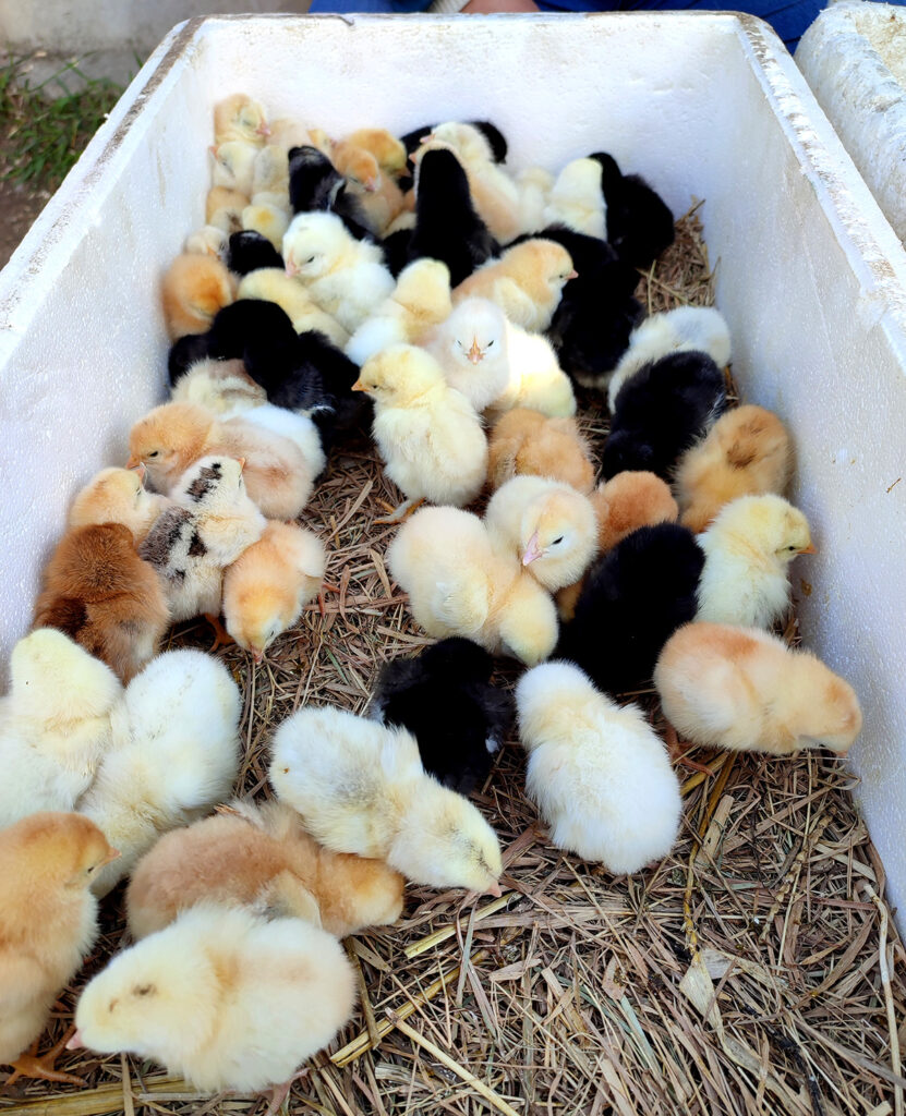 Avoid Scams When Buying Chicks - Silver Homestead