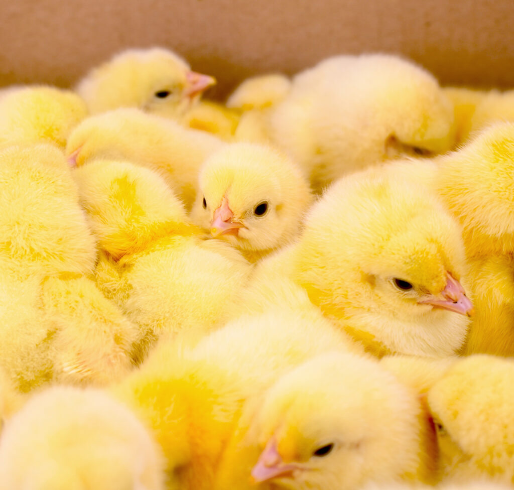 a shipping box of yellow baby chicken chicks Avoid online scammer Scams When Buying baby chicken Chicks