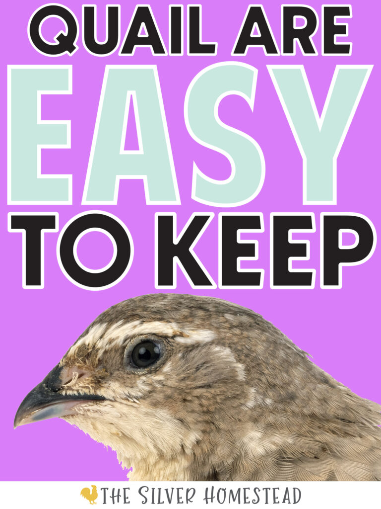 Coturnix quail hen with text that reads quail are easy to keep backyard quail coop jumbo celadon coturnix quail