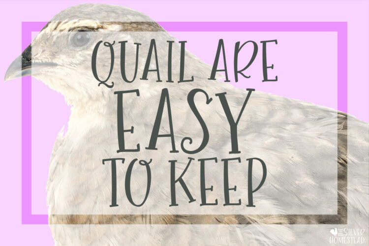 Coturnix Quail are Easy to Keep
