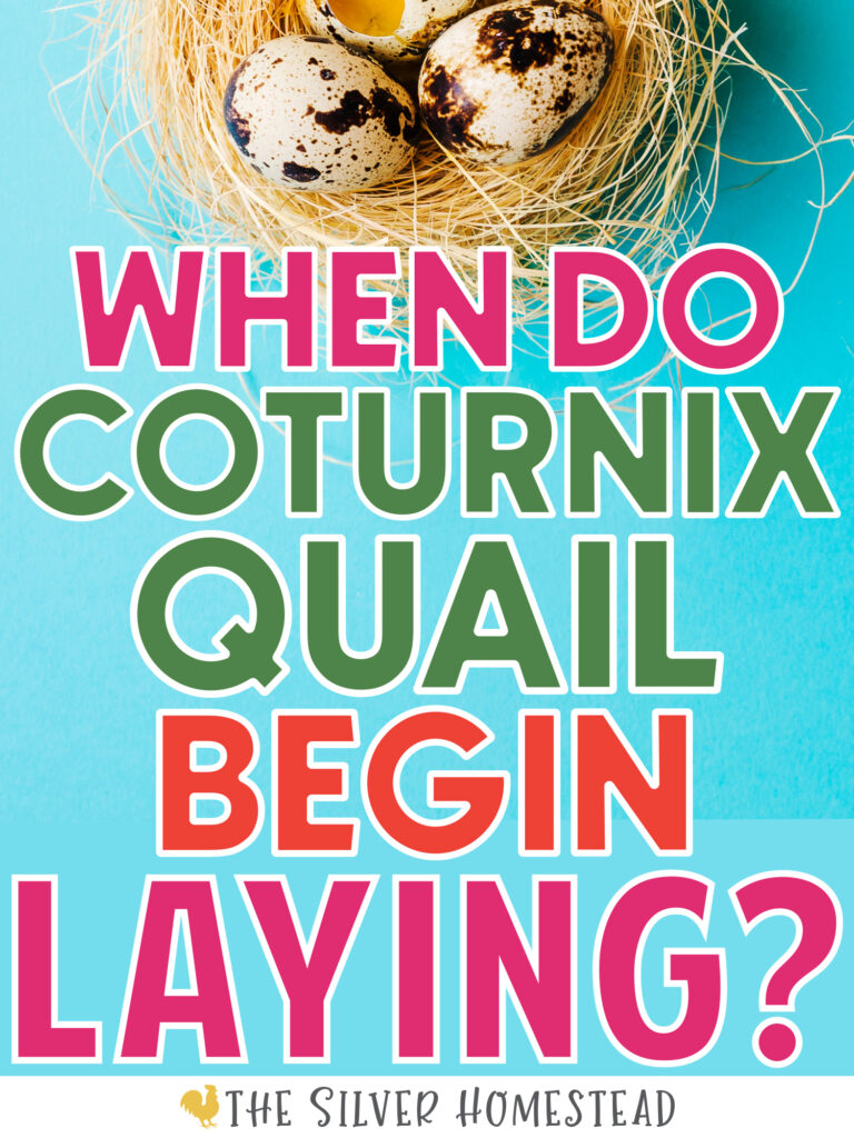 When do Coturnix quail what age when hens begin laying eggs standard jumbo celadon start laying