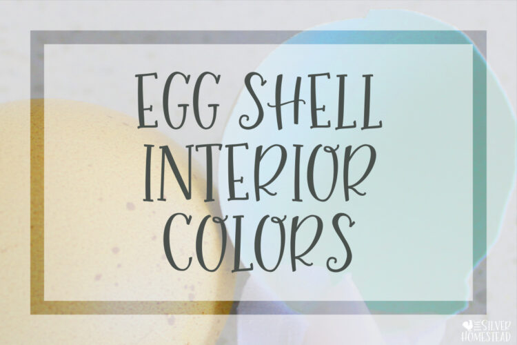 Egg Shell Interior Colors