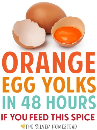 What to Feed to get Orange Egg Yolks from backyard chickens rich nutritious free range pastured eggs to sell
