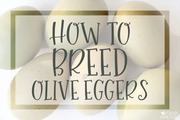 How to breed olive eggers