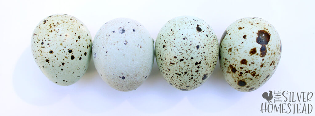 how to breed jumbo celadon coturnix quail backyard covey homestead quail coop rare feather color easter egger fresh eggs