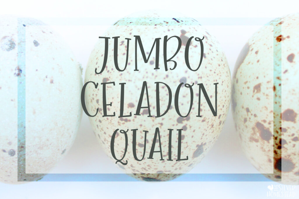Jumbo Celadon Coturnix Quail blue green speckled eggs easter egger