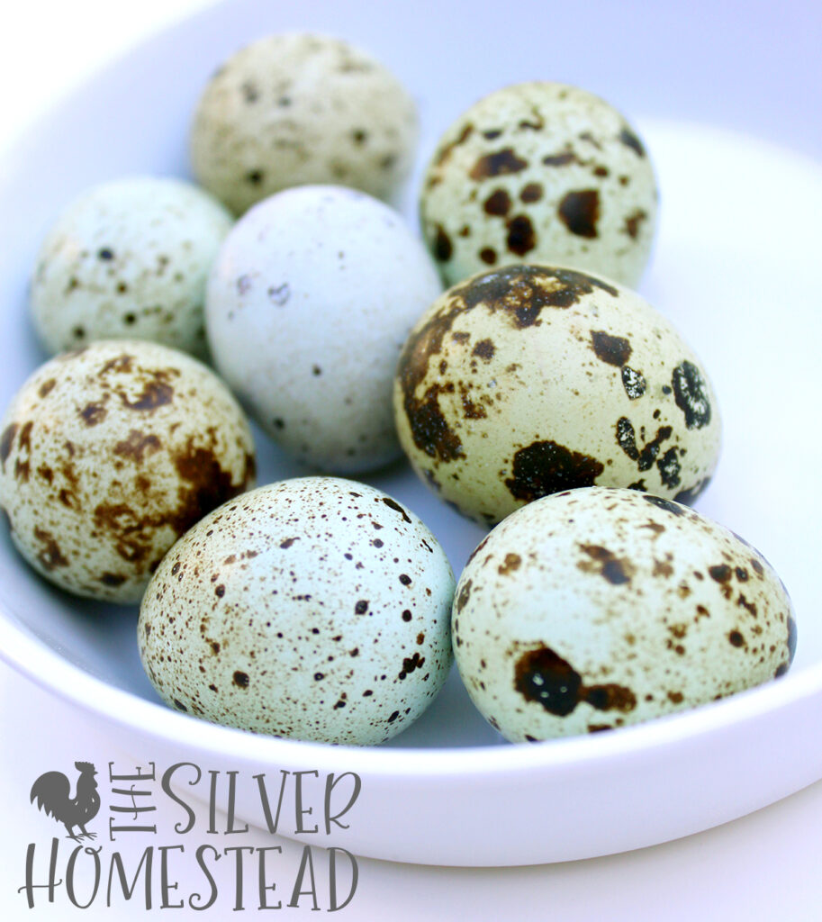 celadon coturnix quail eggs in a white dish