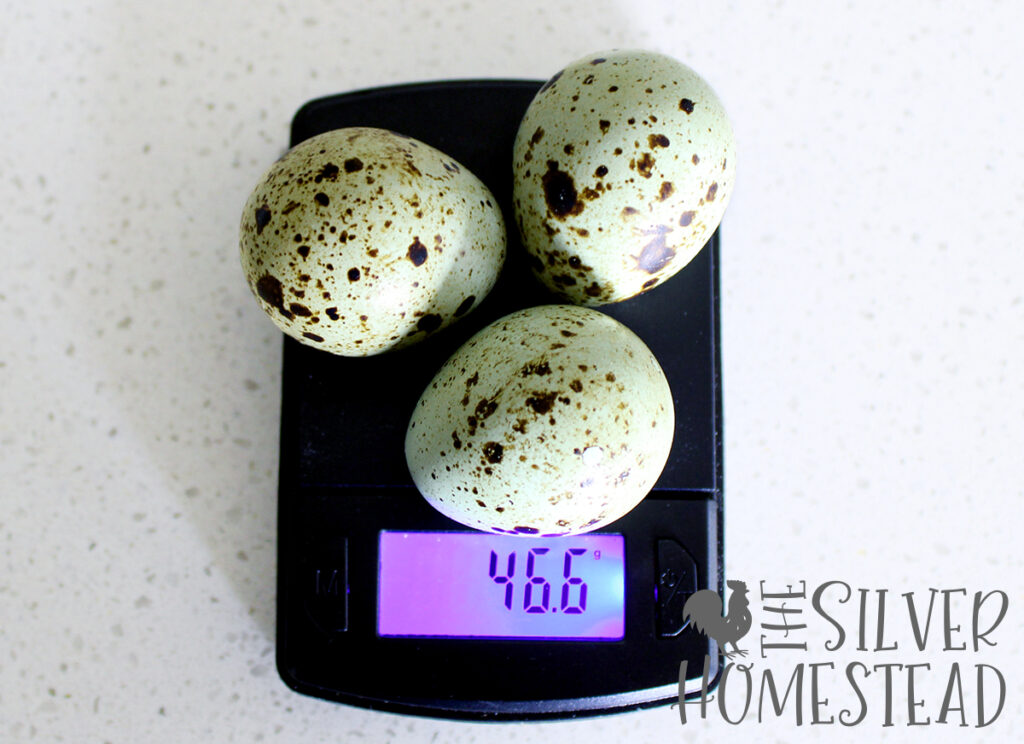Jumbo Celadon Coturnix Quail blue green speckled eggs easter egger 16 gram egg