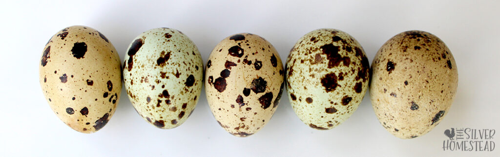 how to breed jumbo celadon coturnix quail backyard covey homestead quail coop rare feather color easter egger fresh eggs