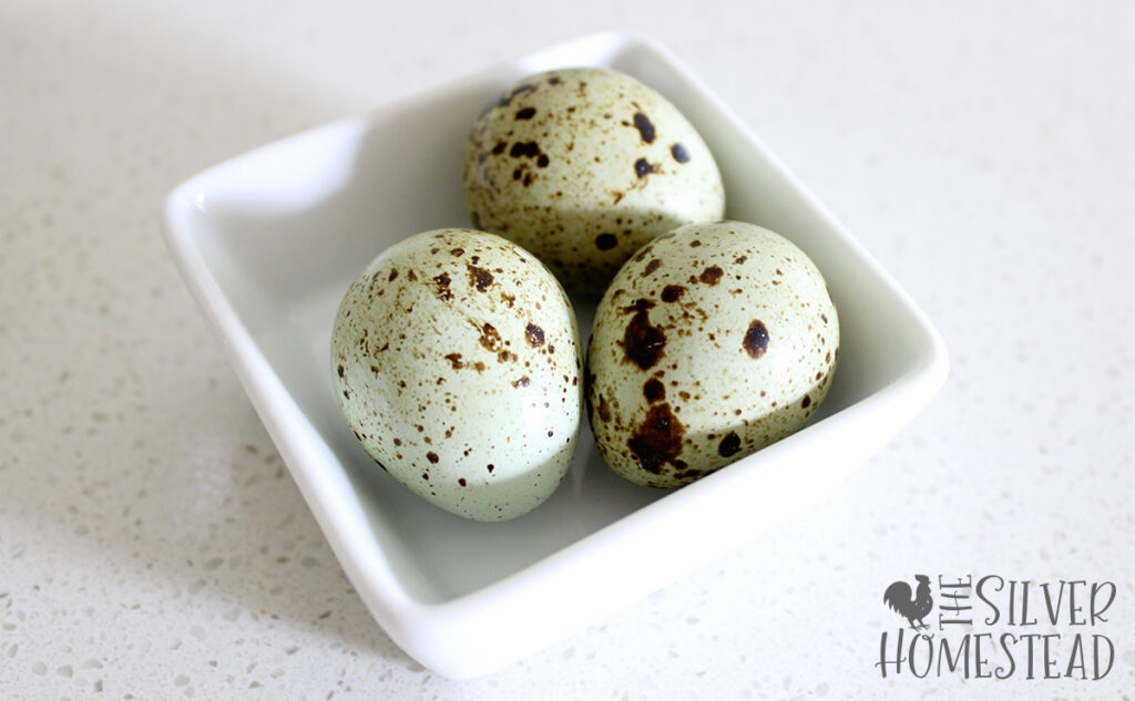 jumbo speckled greenish blue celadon quail eggs in a white ceramic dish
