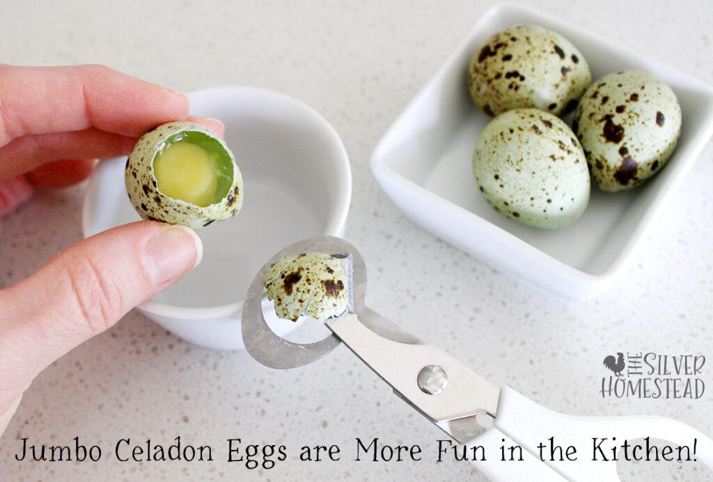Jumbo Celadon Coturnix Quail blue green speckled eggs easter egger quail egg scissors