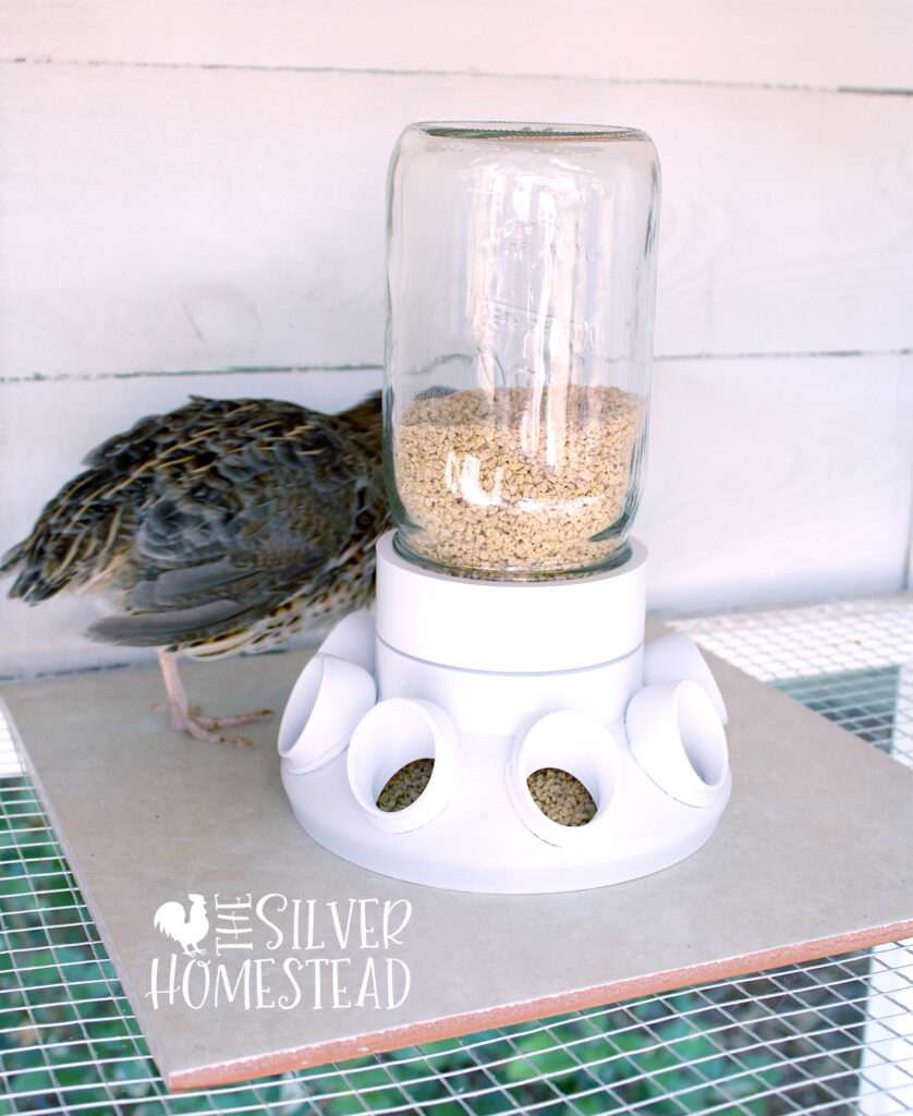 No Waste coturnix Quail Feeders that Work 1 gallon bucket with 3D printed white feed port holes and jumbo coturnix quail hen