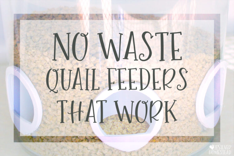 No Waste Quail Feeders that Work