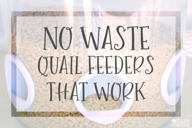 No Waste Quail Feeders that Work