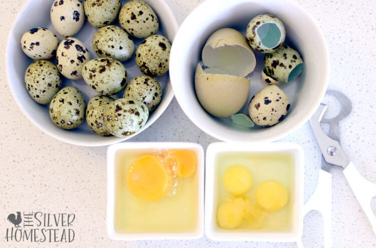 How Do Coturnix Quail Eggs Bake taste do work in recipes replace substitute chicken eggs japanese asian food market quail eggs backyard farm homestead coop use in place of chicken eggs instead of rare quail feather colors german pastel silver blue jumbo speckled celadon standard baking with quail eggs quail scissors