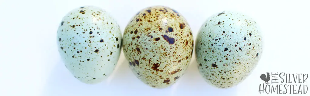 3 Easter Egger Coturnix Quail eggs