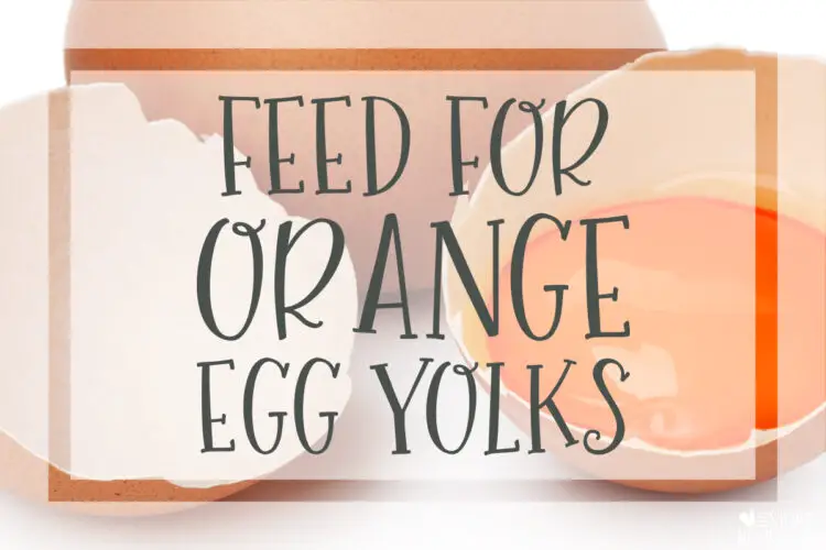 What to Feed to get Orange Egg Yolks from backyard chickens rich nutritious free range pastured eggs to sell