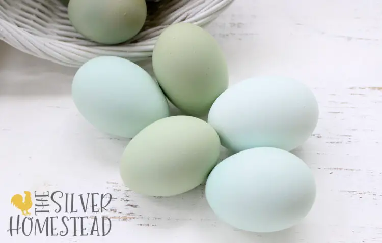 blue and green Bright Layer Easter Egger eggs spilling from a white basket onto white wood