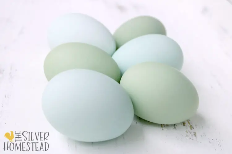 6 blue and green Bright Layer Easter Egger eggs on white wood