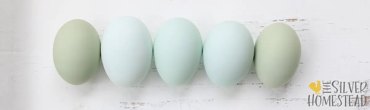 vibrant blue, powder blue and pastel spring green chicken eggs in a row on white wood