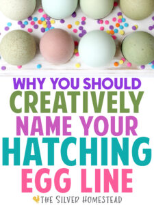 rainbow easter egger chicken eggs in a white tray with candy sprinkles and colorful text that reads why you should creatively name your hatching egg line