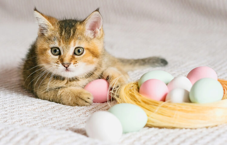 a tabby cat holding a pink egg next to a nest of blue, green, white and pink eggs