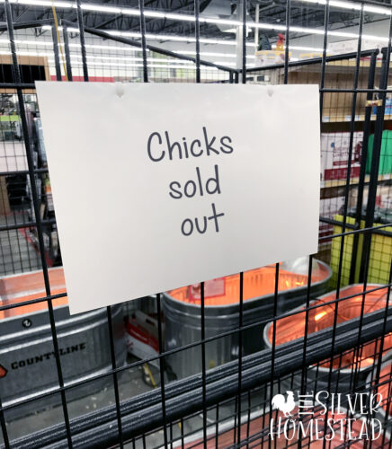 chicks sold out sign near a bin of chicks at a tractor supply feed store 