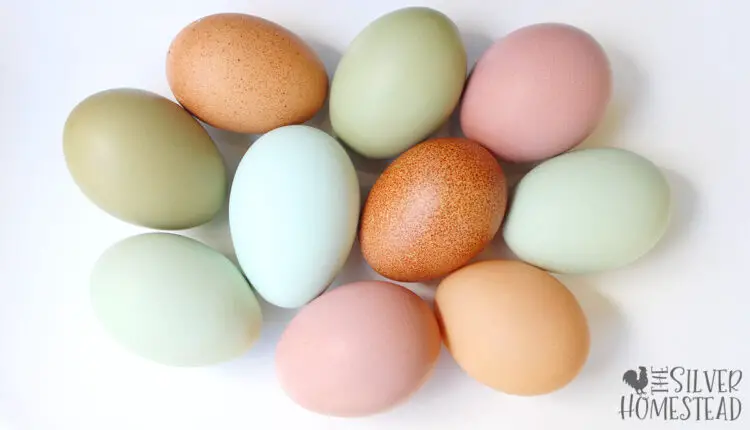 a mix of colorful blue, green, speckled brown and heavy bloom pink chicken eggs on white background
